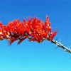 Fouquieria Splendens Ocotillo Cactus Diamond Painting