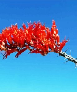 Fouquieria Splendens Ocotillo Cactus Diamond Painting