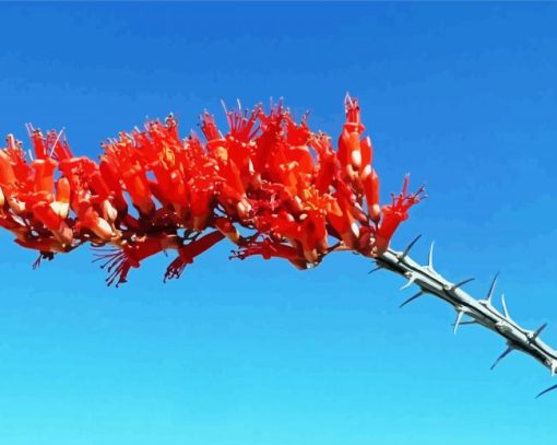 Fouquieria Splendens Ocotillo Cactus Diamond Painting