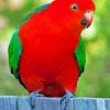 King Parrot Bird Diamond Painting