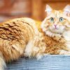 Orange Siberian Cat Diamond Painting