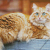 Orange Siberian Cat Diamond Painting