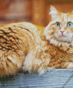 Orange Siberian Cat Diamond Painting