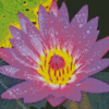 Purple Yellow Water Lily Diamond Painting