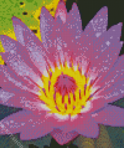 Purple Yellow Water Lily Diamond Painting