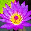 Purple Yellow Water Lily Diamond Painting