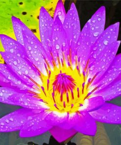 Purple Yellow Water Lily Diamond Painting