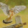 The American Kestrel Bird Diamond Painting