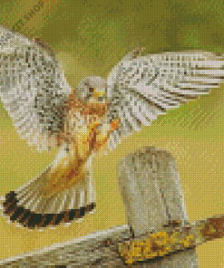 The American Kestrel Bird Diamond Painting