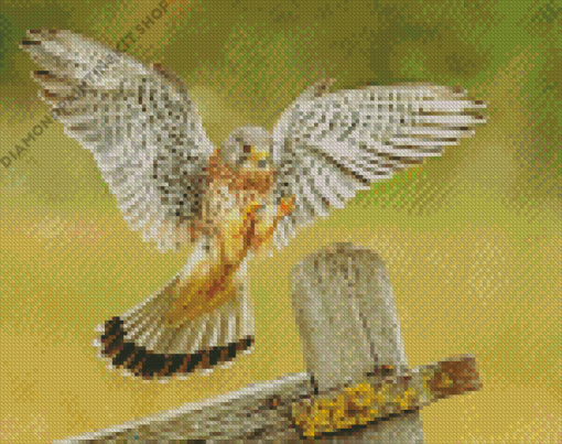 The American Kestrel Bird Diamond Painting