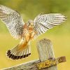 The American Kestrel Bird Diamond Painting