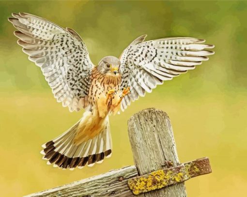 The American Kestrel Bird Diamond Painting