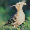 Aesthetic Hoopoe Bird Diamond Painting