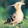 Aesthetic Hoopoe Bird Diamond Painting