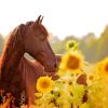 Beautiful Horse With Sunflowers Diamond Painting