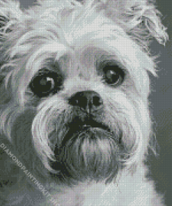 Black And White Brussel Griffon Puppy Diamond Painting