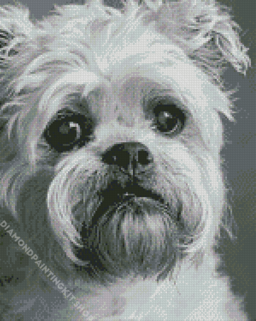 Black And White Brussel Griffon Puppy Diamond Painting