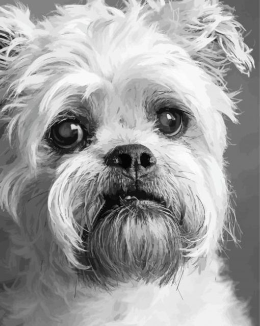 Black And White Brussel Griffon Puppy Diamond Painting