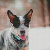 Blue Cattle Dog Diamond Painting