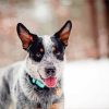 Blue Cattle Dog Diamond Painting