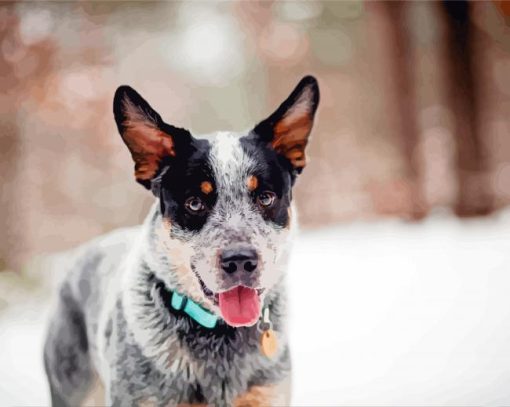 Blue Cattle Dog Diamond Painting