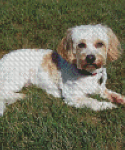 Cavachon Dog Diamond Painting