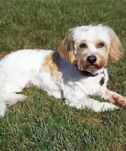 Cavachon Dog Diamond Painting