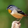 Cool Pardalote Bird Diamond Painting