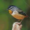 Cool Pardalote Bird Diamond Painting