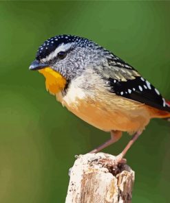 Cool Pardalote Bird Diamond Painting