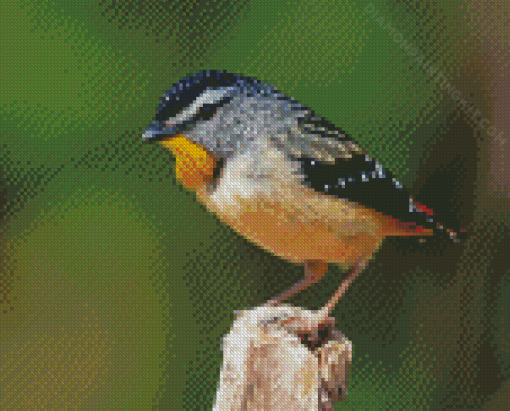 Cool Pardalote Bird Diamond Painting