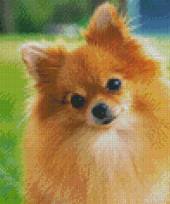 Pomeranian Dog Diamond Painting