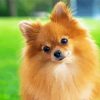 Pomeranian Dog Diamond Painting