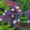 Purple Statice Plant Diamond Painting