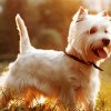 West Highland Terrier Dog Diamond Painting