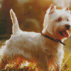 West Highland Terrier Dog Diamond Painting