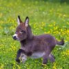 Adorable Mini Donkey Diamond Painting