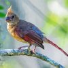 Aesthetic Juvenile Cardinal Art Diamond Painting