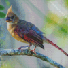 Aesthetic Juvenile Cardinal Art Diamond Painting
