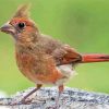 Aesthetic Juvenile Cardinal Diamond Painting