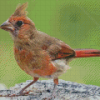 Aesthetic Juvenile Cardinal Diamond Painting