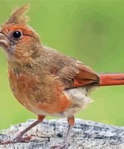 Aesthetic Juvenile Cardinal Diamond Painting