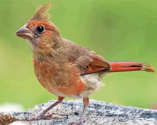 Aesthetic Juvenile Cardinal Diamond Painting