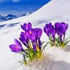 Aesthetic Spring Flower In Snow Diamond Painting