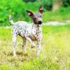 American Hairless Terrier Diamond Painting