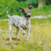 American Hairless Terrier Diamond Painting