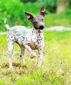 American Hairless Terrier Diamond Painting