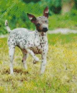 American Hairless Terrier Diamond Painting