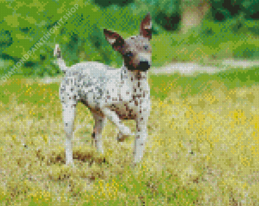 American Hairless Terrier Diamond Painting