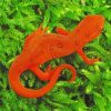 Amphibian Newt Diamond Painting